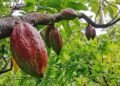 Gremio prevé aumento significativo en la cosecha de cacao en Sucre para la zafra de fin de año