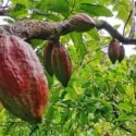 Gremio prevé aumento significativo en la cosecha de cacao en Sucre para la zafra de fin de año