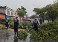 Hasta el momento, se reportaron árboles caídos en al menos 16 puntos de Barquisimeto