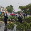 Hasta el momento, se reportaron árboles caídos en al menos 16 puntos de Barquisimeto