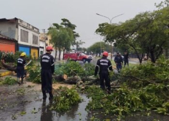 Hasta el momento, se reportaron árboles caídos en al menos 16 puntos de Barquisimeto