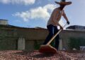 Luego de 300 años de producción el cacao sucrense aún es una promesa incumplida