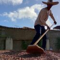 Luego de 300 años de producción el cacao sucrense aún es una promesa incumplida