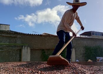 Luego de 300 años de producción el cacao sucrense aún es una promesa incumplida