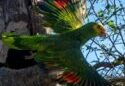 215 nuevas cotorras margariteñas se incorporan a la vida silvestre