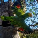 215 nuevas cotorras margariteñas se incorporan a la vida silvestre