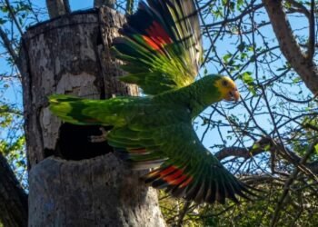 215 nuevas cotorras margariteñas se incorporan a la vida silvestre