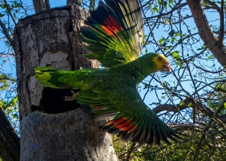 215 nuevas cotorras margariteñas se incorporan a la vida silvestre