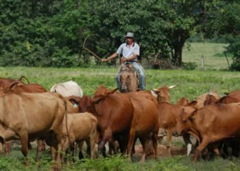 La propuesta gremial apunta a inyectar divisas directamente en el sector para reactivar el financiamiento agrícola