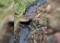 Reportan colapso de cloacas en el sector Valle Lindo I de Anaco