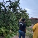 Aguacero del lunes dejó árboles caídos, afectación en viviendas y daños en tendido eléctrico
