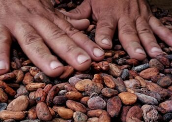 Gremio cacaotero pide crear Consejo Nacional que maneje las politicas del rubro