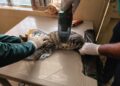 Quinta edición de Castralat brindó esterilización a felinos en El Tigre 