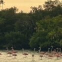 La laguna El Morro es hogar de especies migratorias como los flamingos y otras aves