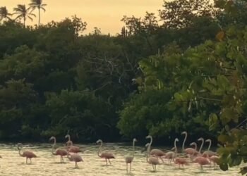 La laguna El Morro es hogar de especies migratorias como los flamingos y otras aves
