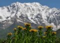Científicos comprueban extinciones de plantas en las cumbres montañosas europeas