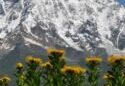Científicos comprueban extinciones de plantas en las cumbres montañosas europeas