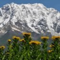 Científicos comprueban extinciones de plantas en las cumbres montañosas europeas