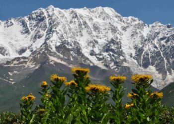 Científicos comprueban extinciones de plantas en las cumbres montañosas europeas